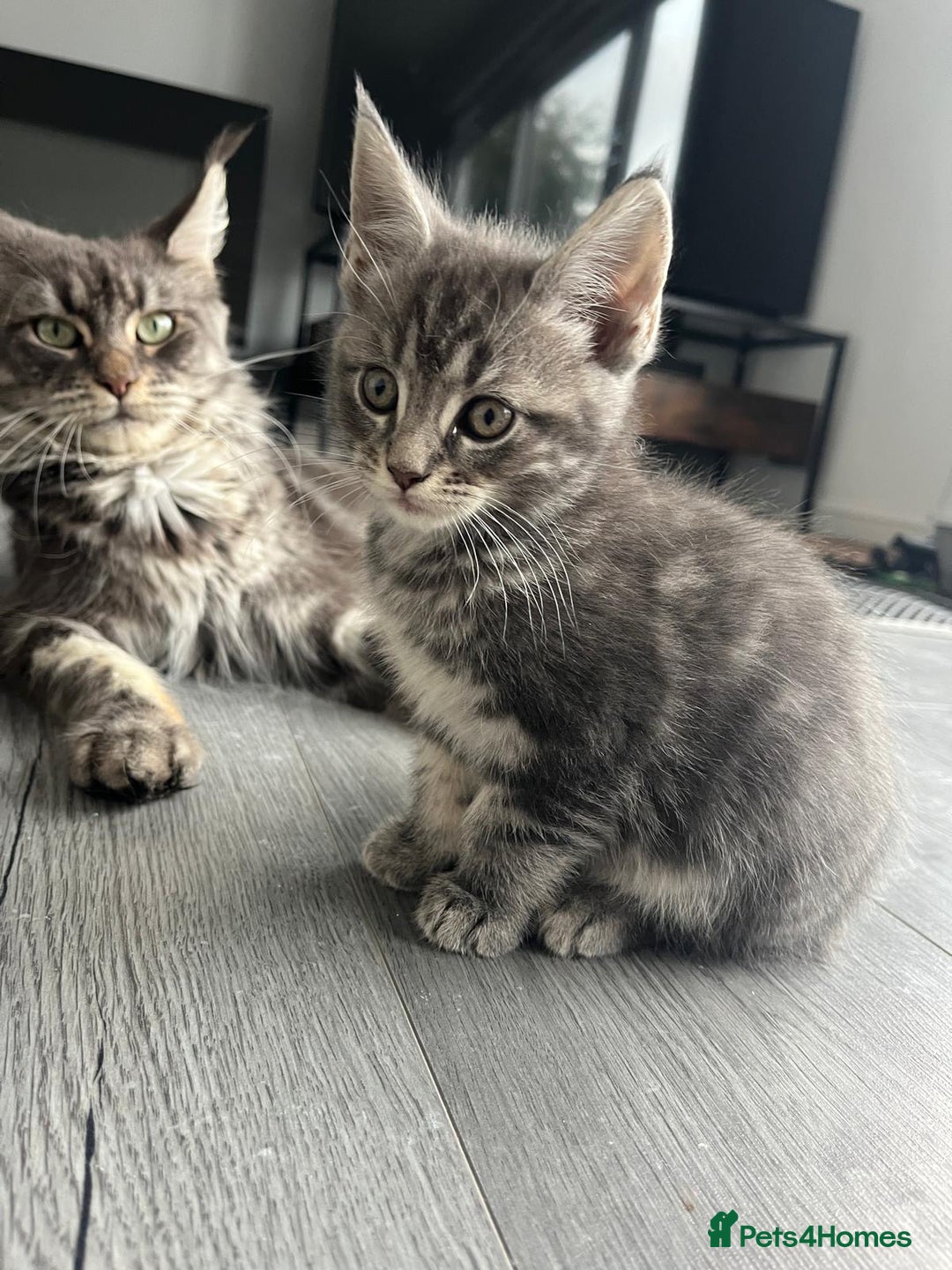 Maine Coon cats for sale: Maine Coon X  - Image 7