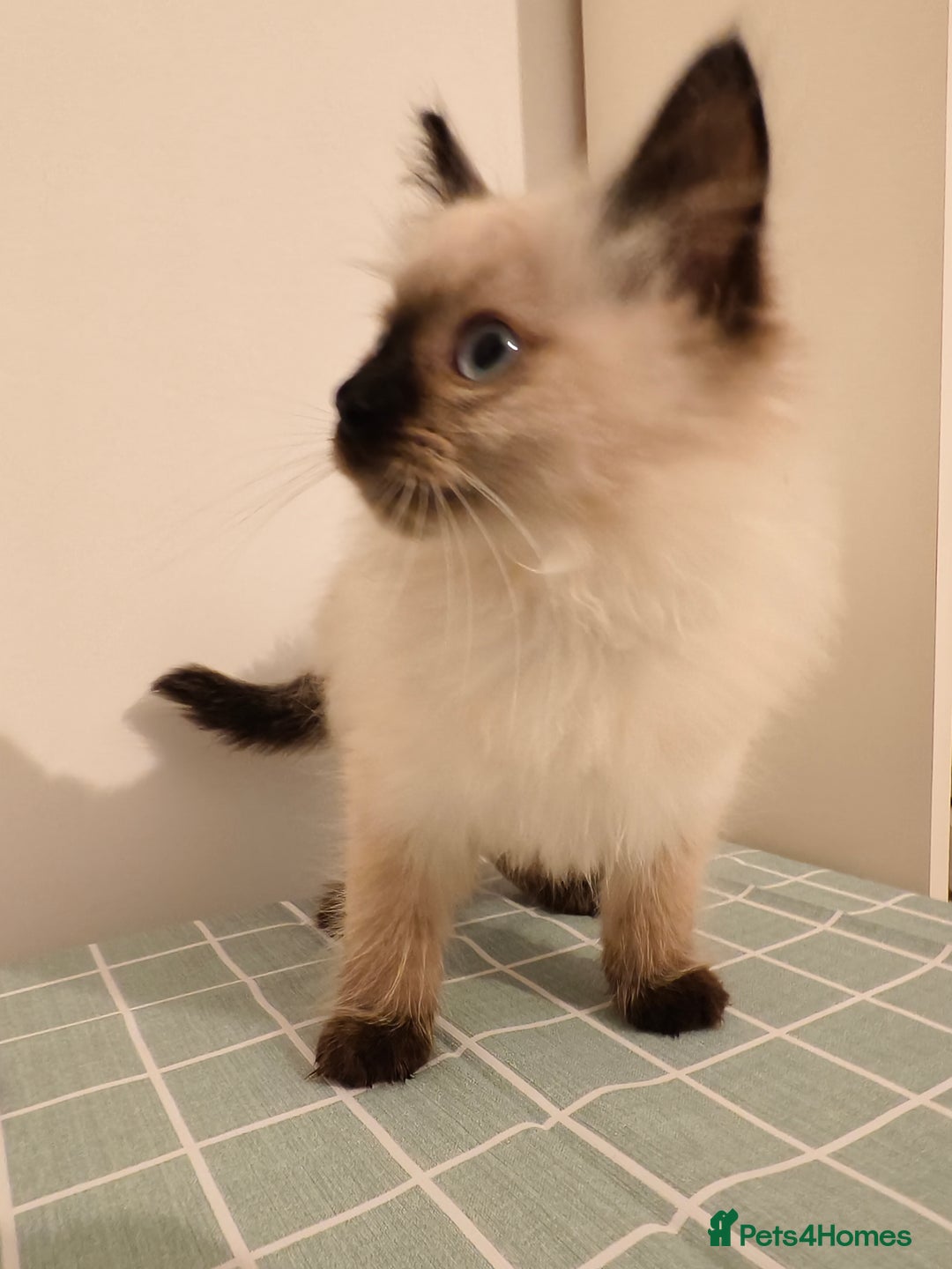 Ragdoll cats for sale: Beautiful Seal Point Ragdoll Kittens – for sale - Advert 6