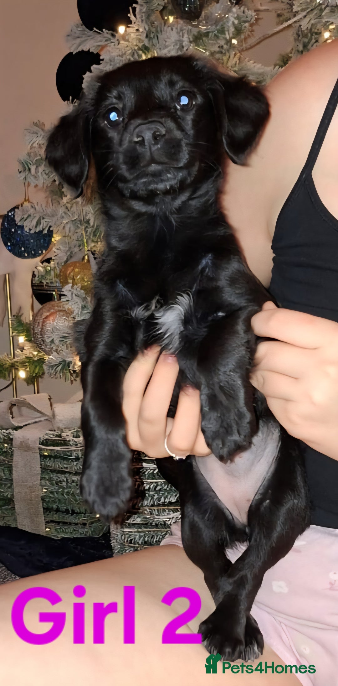 Mixed Breed dogs for sale: LAST 2 LITTLE GIRLS. COCKERANIANS.💥 - Advert 3