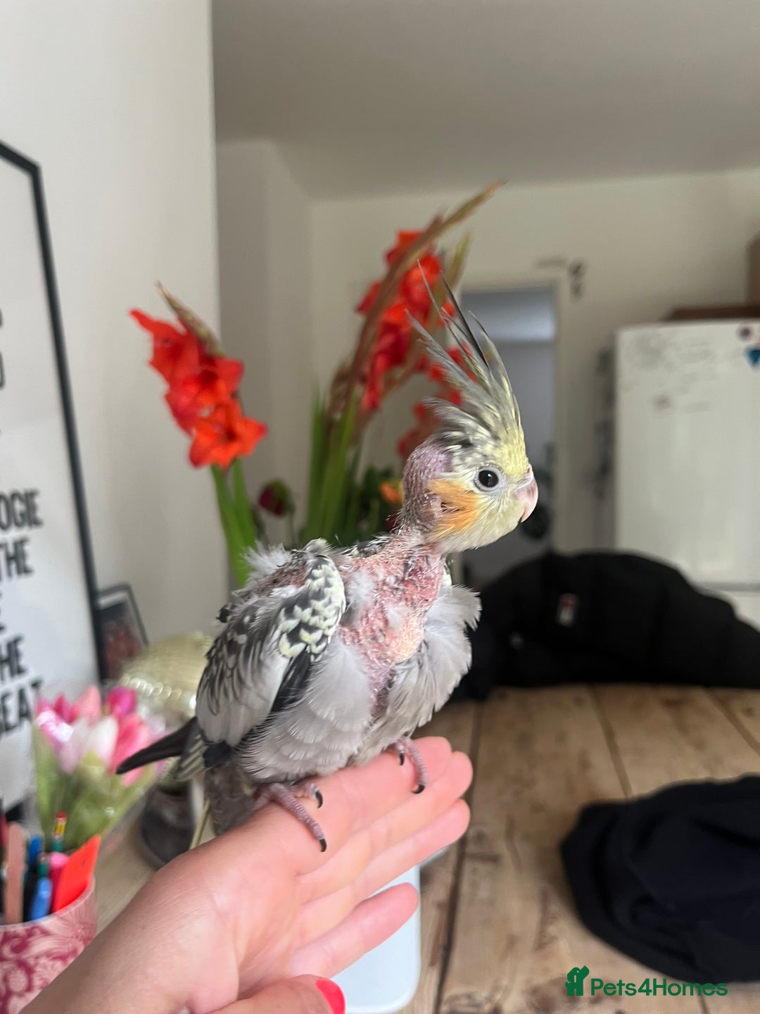 Cockatiels birds for sale: Hand reared tame Baby Cockertiel  - Image 4