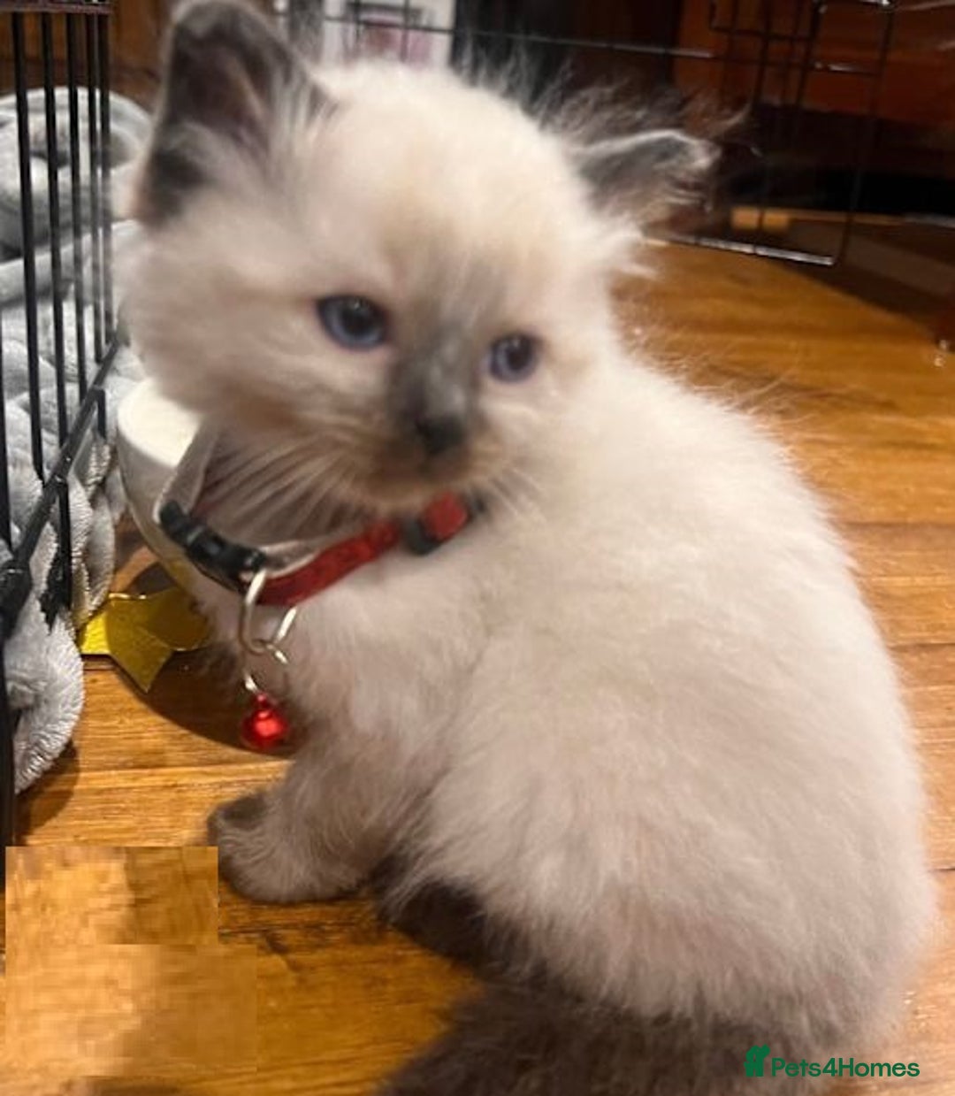 Ragdoll cats for sale: Splendid fluffy Ragdolls - Image 4