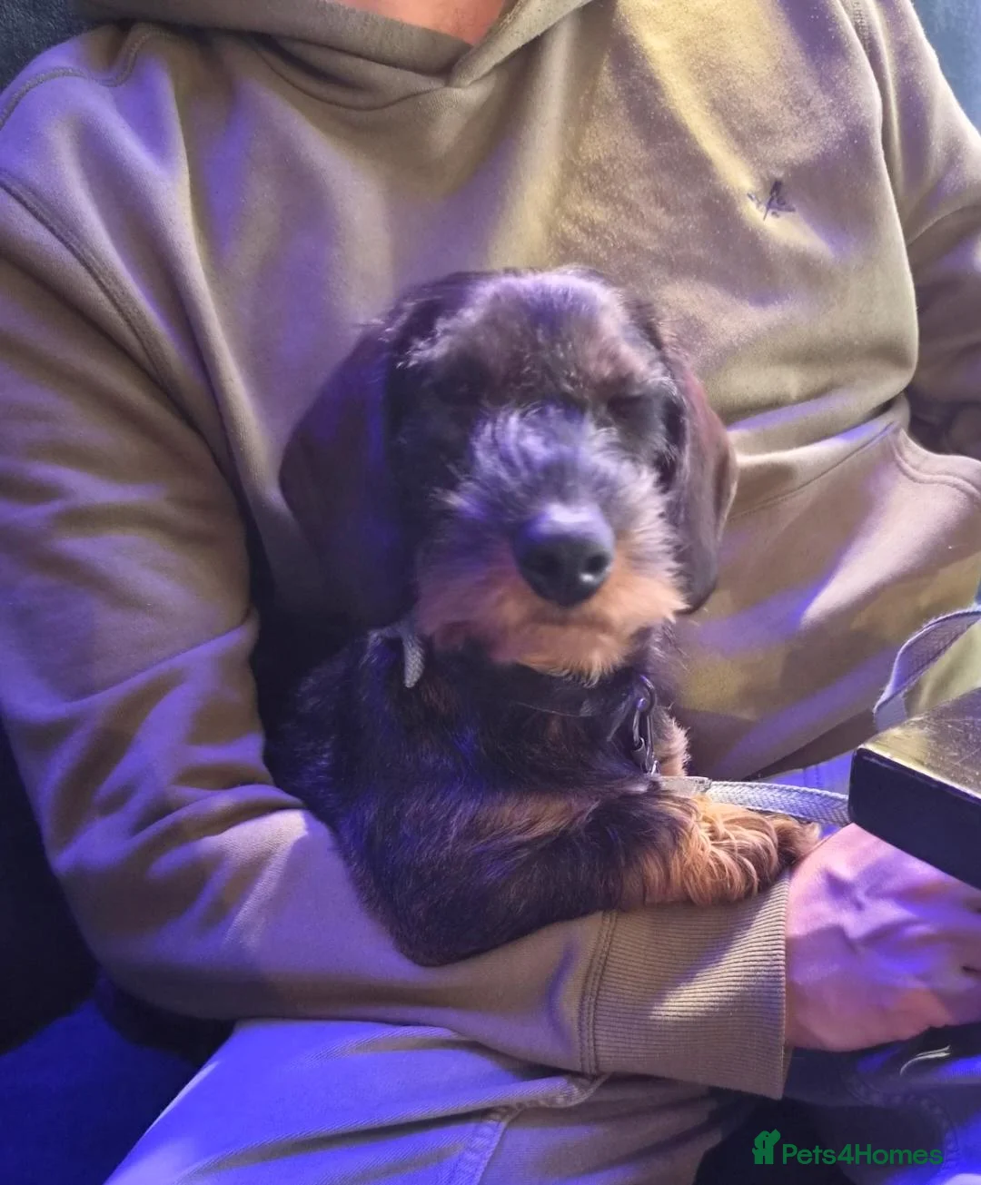 Dachshund dogs for sale: 11 month old Standard Wired Dachshund  - Advert 2
