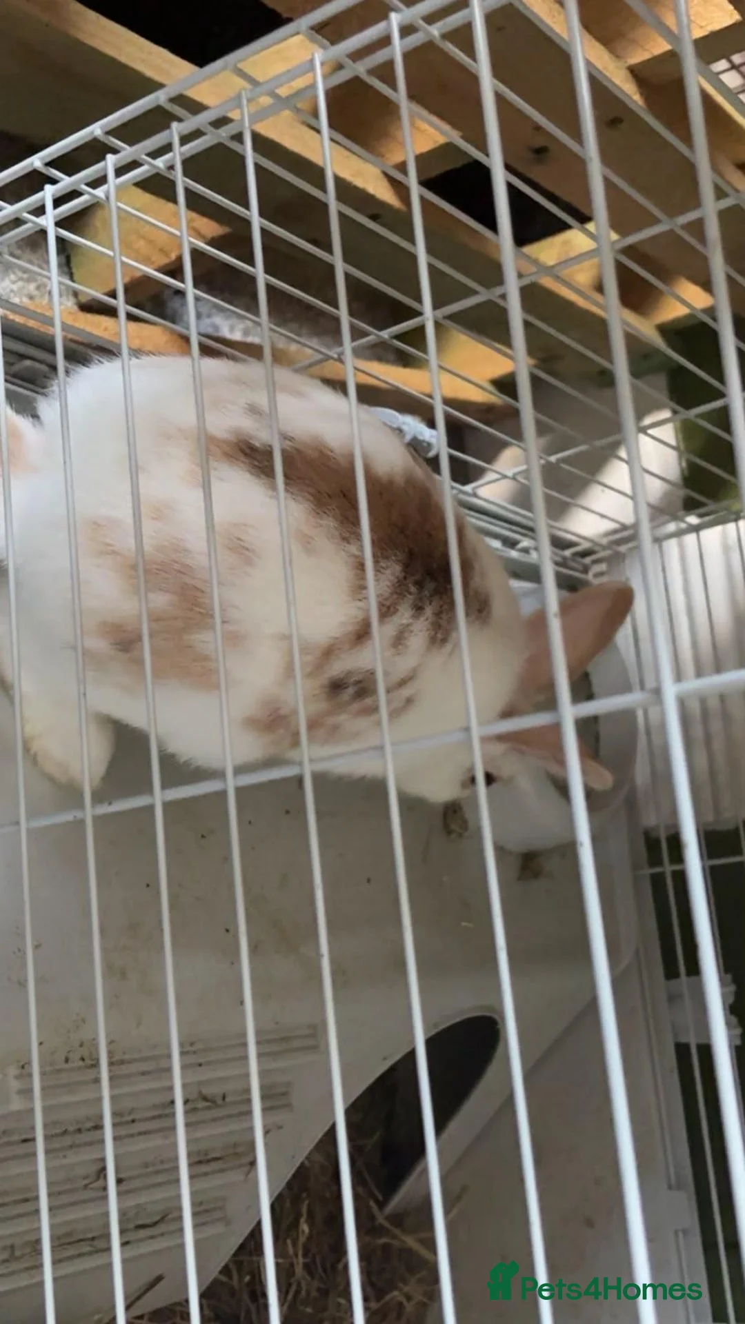 Dutch rabbits for sale: 3-4 months old with or without cage: Jane-Doe - Advert 4