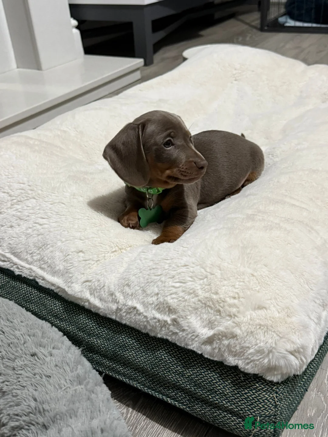 Miniature Dachshund dogs for sale: PRA Clear Miniature Dachshund Puppies  - Advert 4