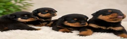 Rottweiler dogs for sale: KC chunky farm raised Rotties, both parents owned - Advert 3