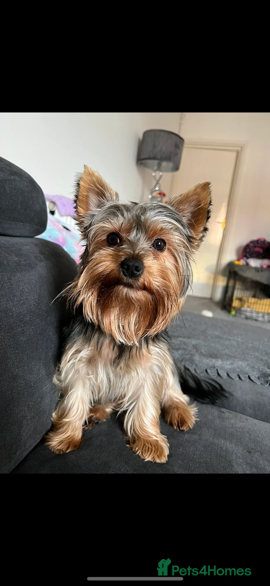 Yorkshire Terrier dogs for stud: CUTEST TINY BOY FOR STUD in Dudley - Advert 1