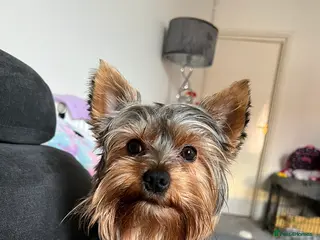 Yorkshire Terrier dogs CUTEST TINY BOY FOR STUD in Dudley - Advert 16