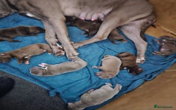 Mastiff dogs for sale: Mastiff Hybrids  - Image 8