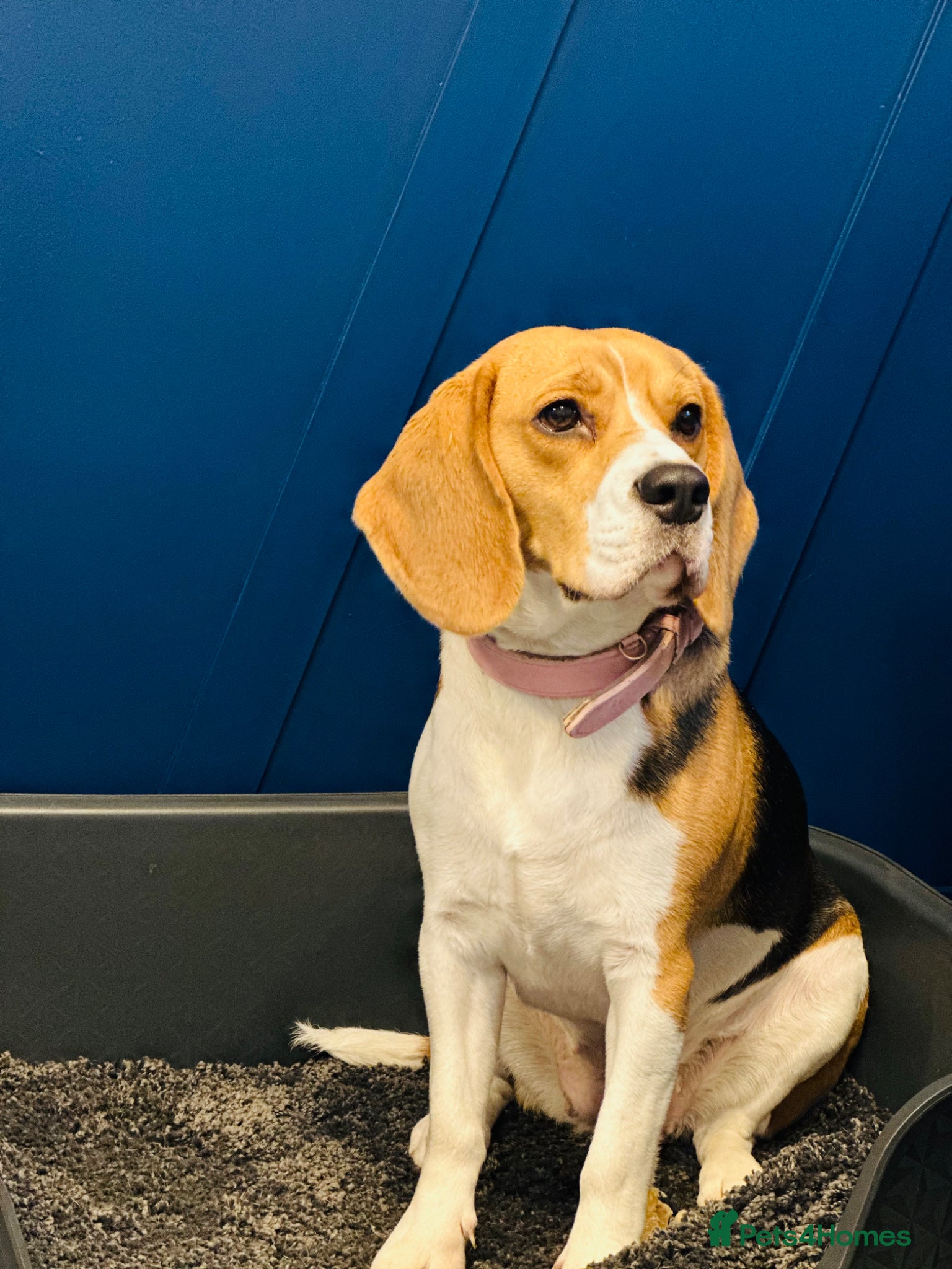 Beagle dogs Beautiful Beagle Looking for a Loving, Active Home - Advert 7