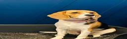 Beagle dogs for sale: Beautiful Beagle Looking for a Loving, Active Home - Advert 1