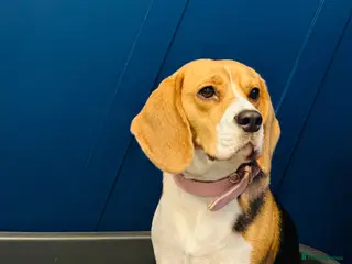 Beagle dogs Beautiful Beagle Looking for a Loving, Active Home - Advert 5