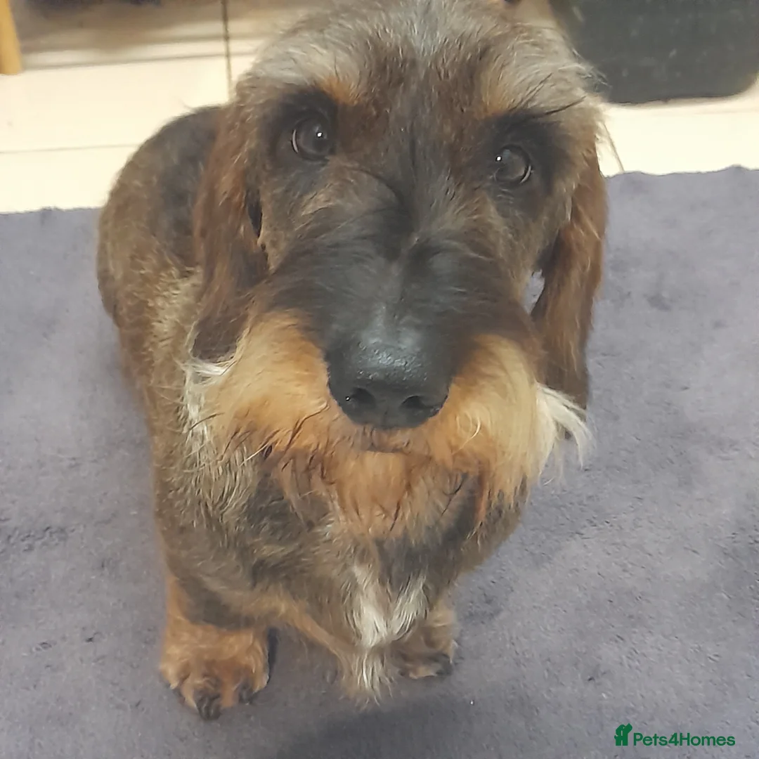 Dachshund dogs for stud: Fully health tested Wirehaired Dachshund stud - Advert 3