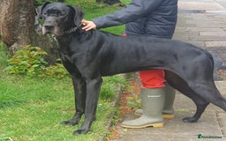 Great Dane dogs for sale: Great Dane Pet share  - Image 4