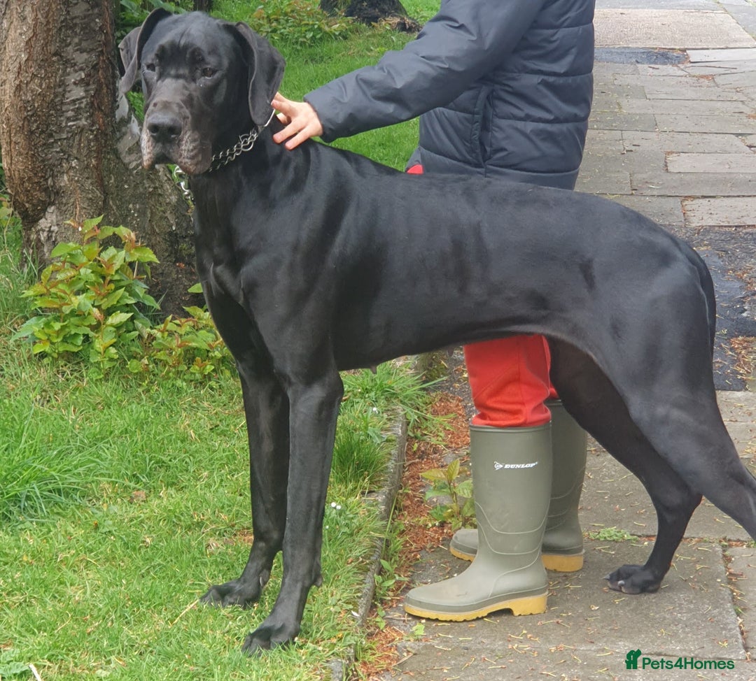Great Dane dogs for sale: Great Dane Pet share  - Image 4
