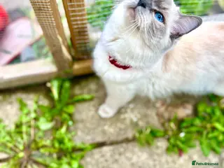 Ragdoll cats STUNNING - Advert 7