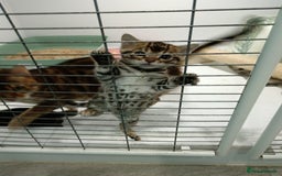 Bengal cats for sale: Pure Bengal kittens - Image 3