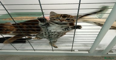 Bengal cats - Advert 6