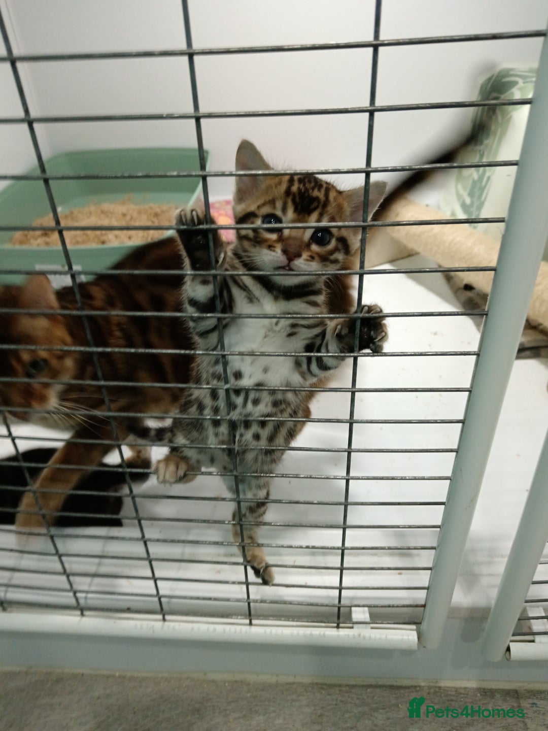 Bengal cats for sale: Pure Bengal kittens - Image 3