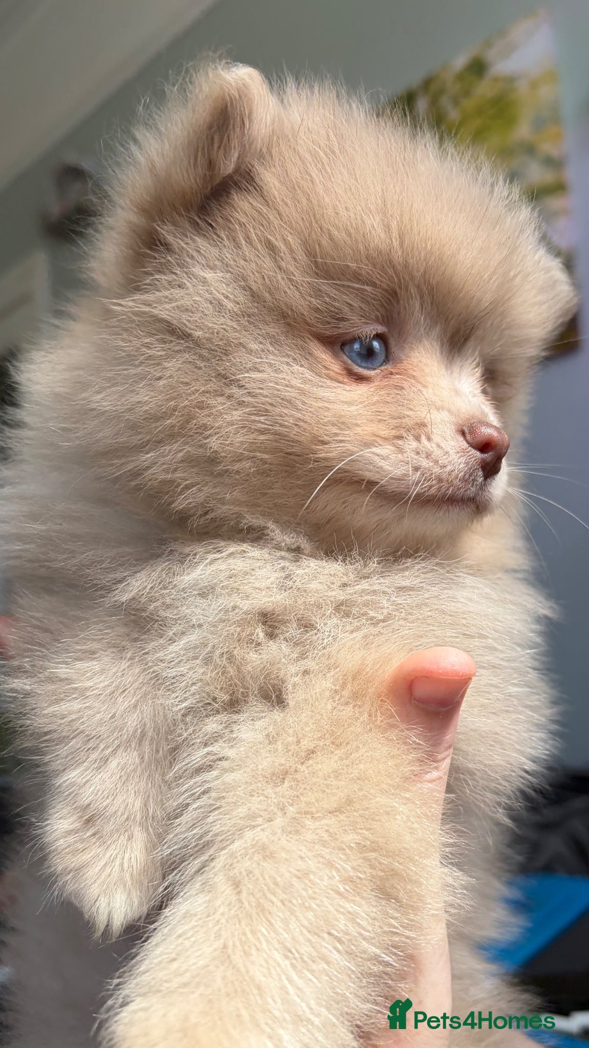 Pomeranian dogs READY NOW! DNA 100% POM!🧬HEALTH TESTED!🧬 - Advert 18