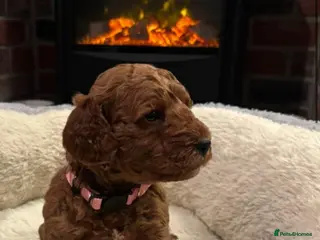 Cockapoo dogs F1b Miniature Cockapoo Girls 🩷 Health Tested - Advert 4