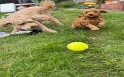 Toy Poodle dogs for sale: 🐶 Toy Poodle Puppy Girl–Ready for the home! - Image 17