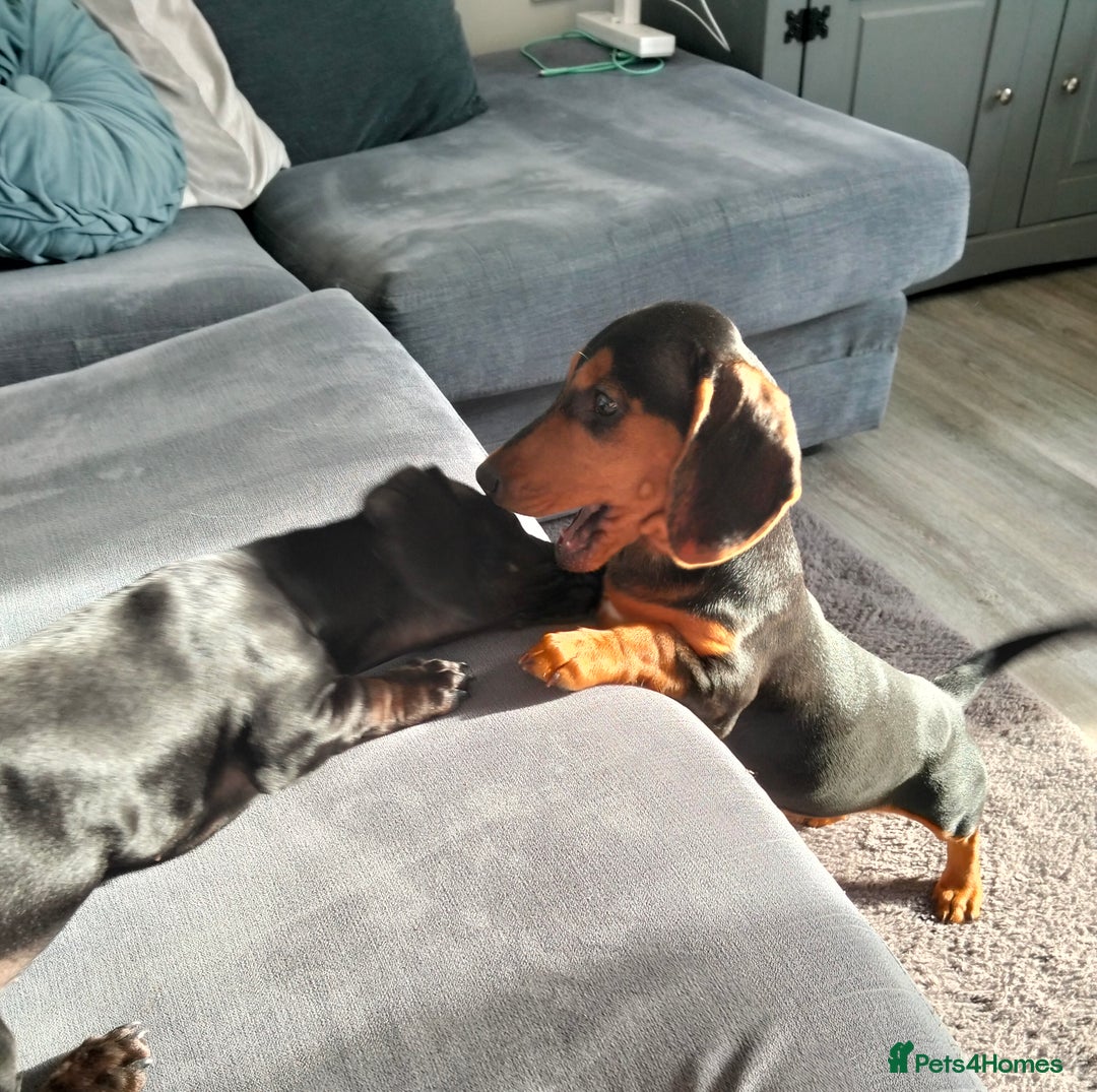 Dachshund dogs for sale: 💜 1st and 2nd jabs, ready to leave. 🐕 - Image 12
