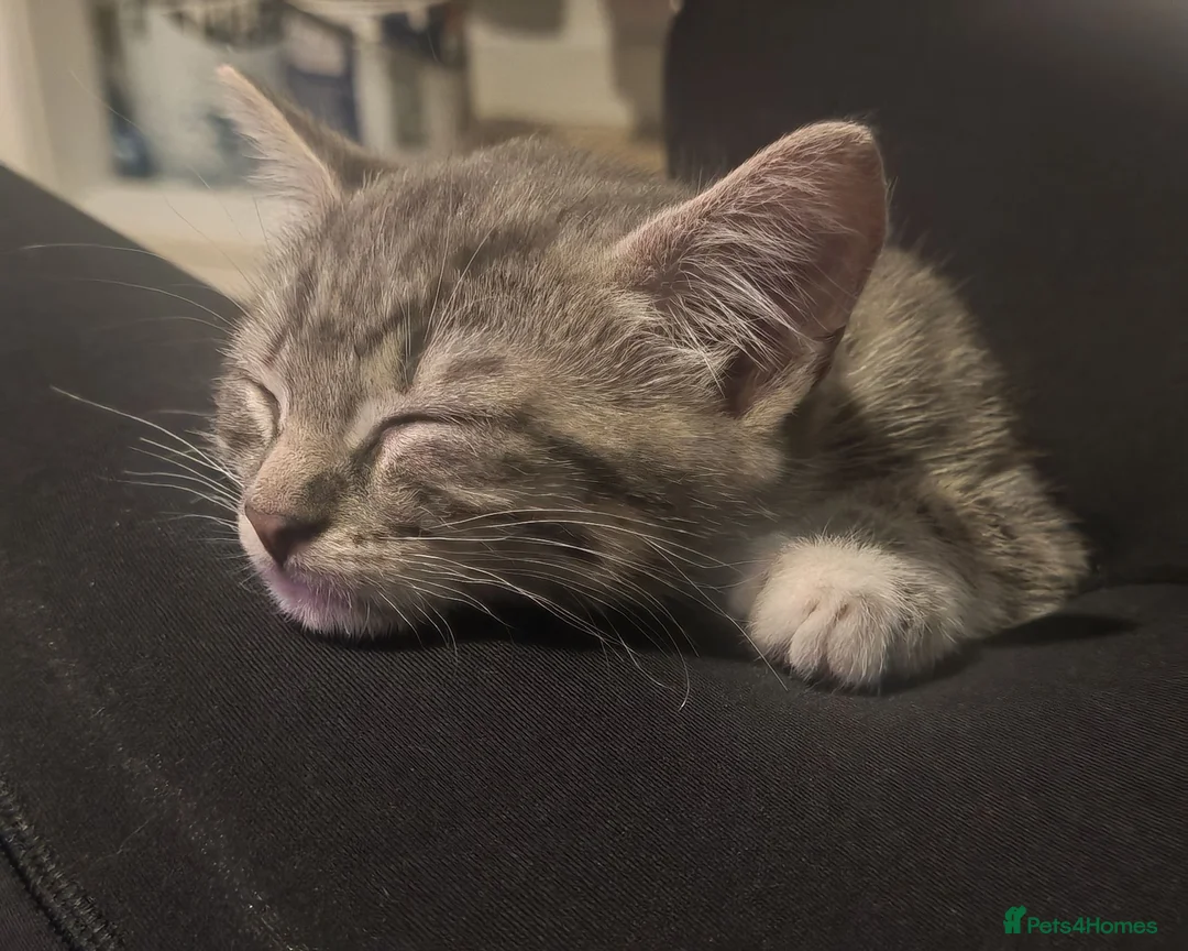 Mixed Breed cats for sale: Male kitten for homing  - Advert 2