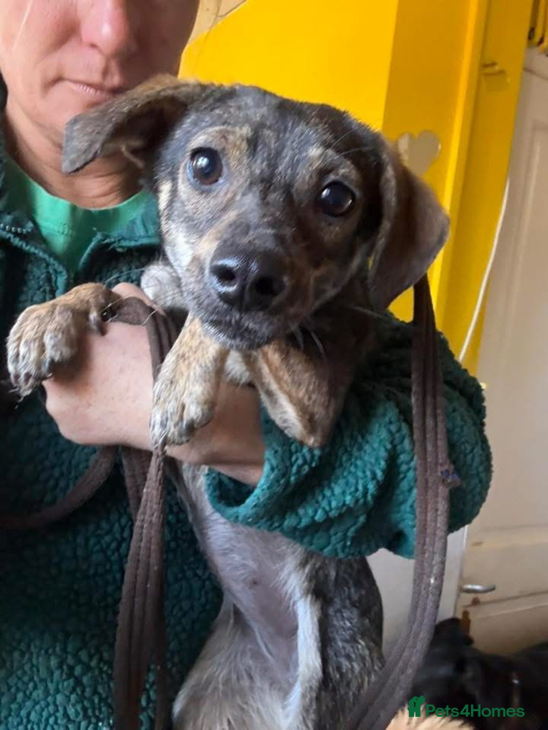 Mixed Breed dogs for adoption: Minnie - Hingham Norfolk  - Advert 11