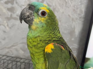 Parrots birds TAME AND TALKING FEMALE BLUE FRONT AMAZON WITH DNA - Advert 1