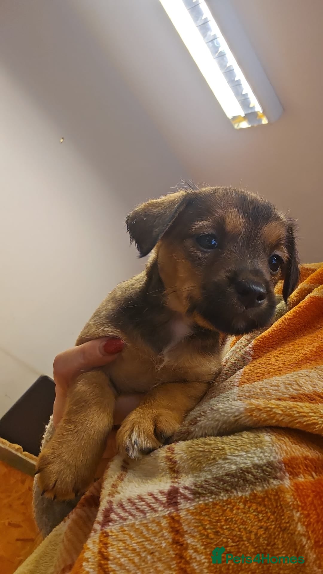 Mixed Breed dogs for sale: Boarder terrier x Jack Russell  - Advert 5