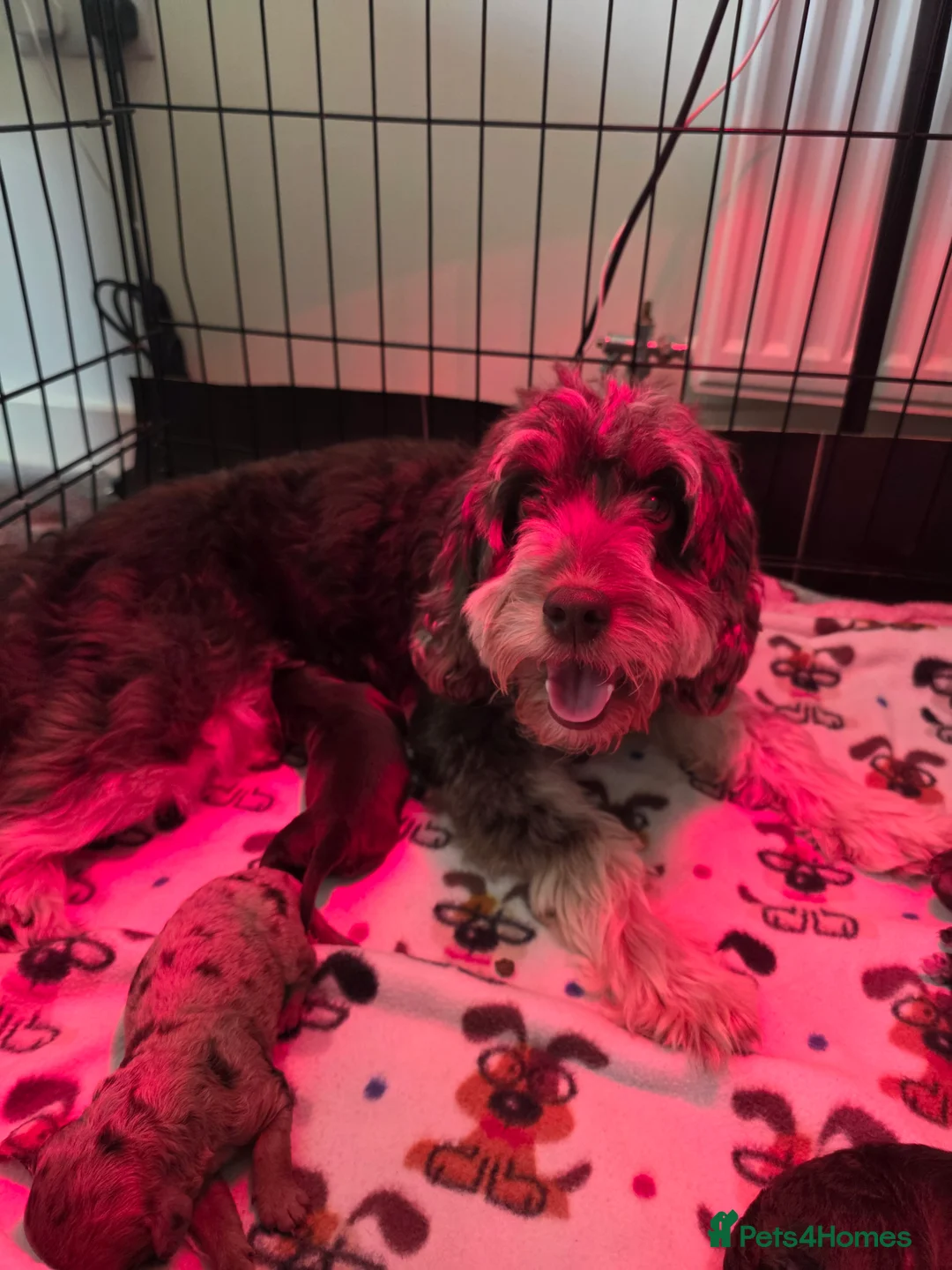 Cockapoo dogs for sale: 🍫 Meet Our Chocolate-Inspired Cockapoo Cuties 🍫 in Stoke-on-Trent - Advert 2