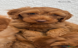 Labradoodle dogs for sale: LICENSED BREEDER F2b mini labradoodles - Image 12