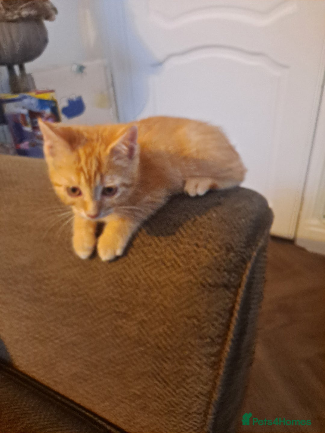 Bengal cats for sale: Beautiful bengal x persian kittens - Advert 2