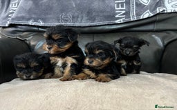 Yorkshire Terrier dogs for sale: Beautiful Yorkshire terrier puppies - Image 1