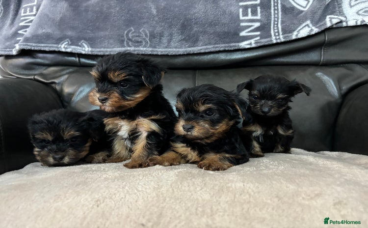 Yorkshire Terrier dogs - Advert 1