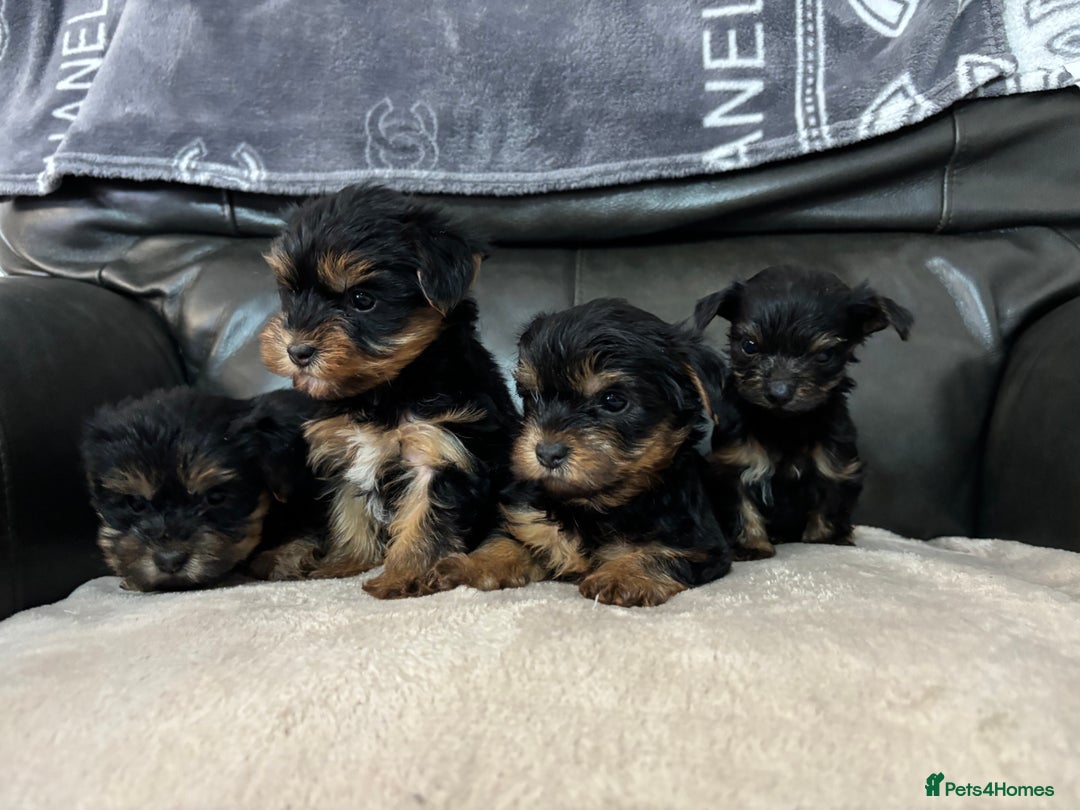 Yorkshire Terrier dogs for sale: Beautiful Yorkshire terrier puppies - Image 1