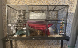 Degus rodents for sale: 2 x Female Degus  - Image 3