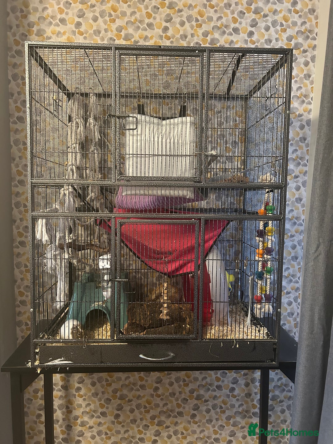Degus rodents for sale: 2 x Female Degus  - Image 3
