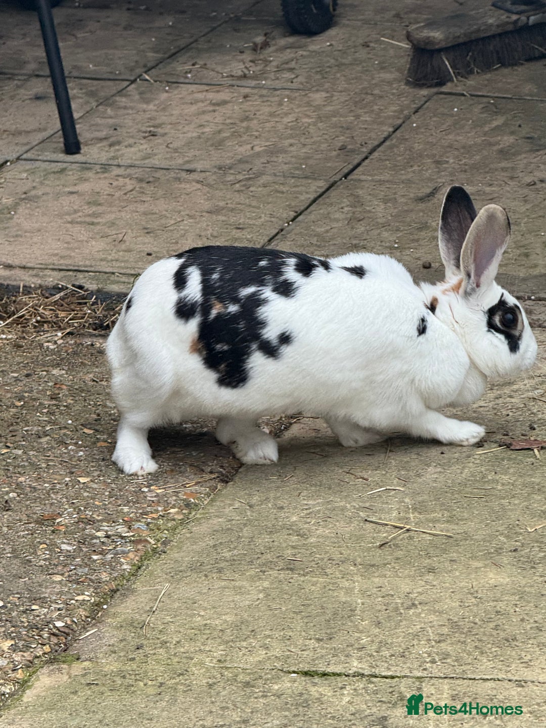 English rabbits for sale: Rabbits for rehoming  - Image 4
