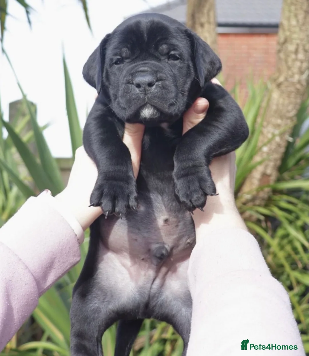 Boerboel dogs for stud: Imperial Health Tested & Champion Stud in Eastleigh - Advert 34