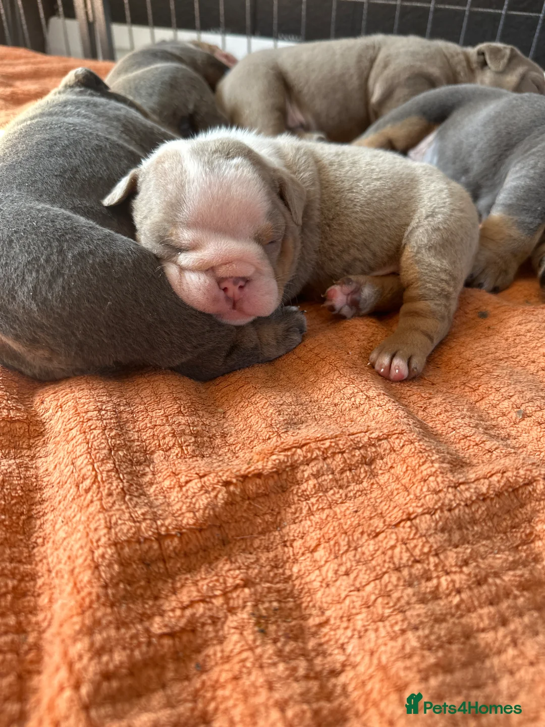 English Bulldog dogs for sale: Full Pedigree English Bulldog puppies  in Bury Saint Edmunds - Advert 9