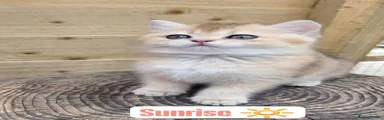 British Shorthair Kitten 2 sunrise 