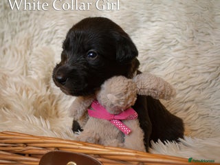 Mixed Breed dogs for sale - Advert 1