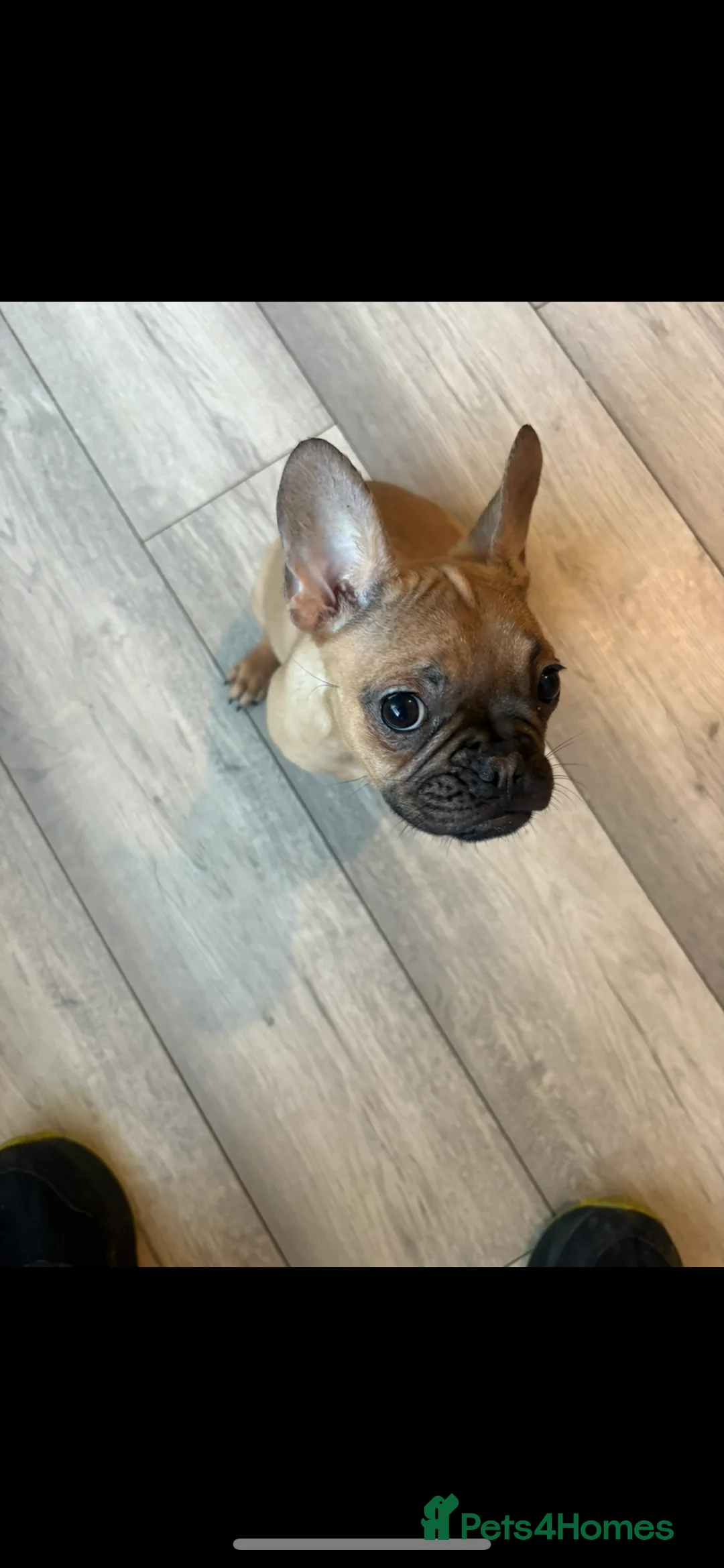 French Bulldog dogs for sale: french bulldog puppy  - Advert 5