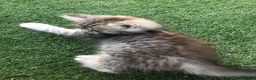 Persian cats for sale: 1/2 Persian kitten - Advert 4