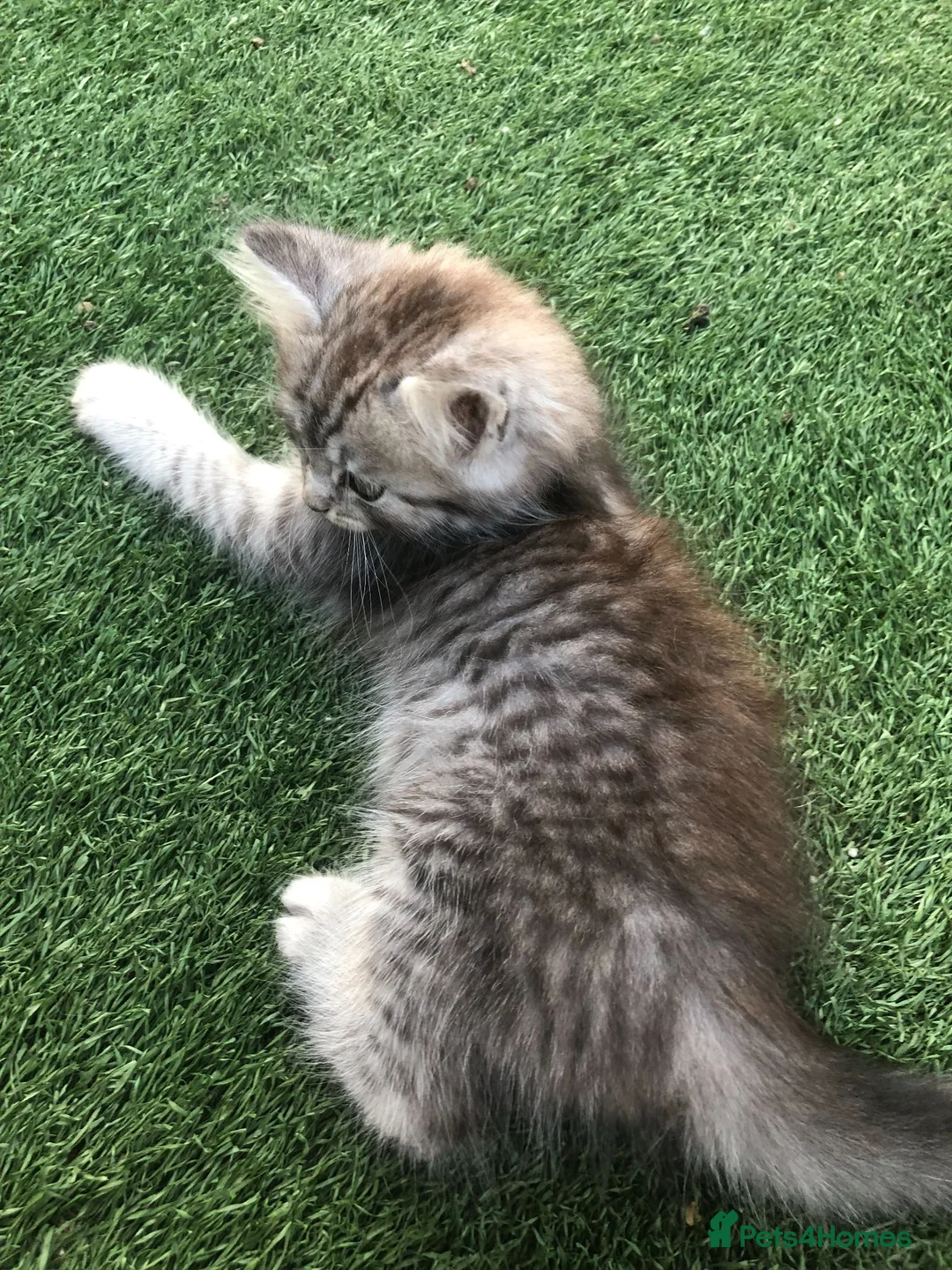 Persian cats for sale: 1/2 Persian kitten - Advert 4