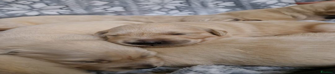 Golden Retriever Puppy 4