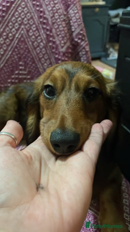 Miniature Dachshund dogs Poppy - Advert 1