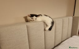 Ragdoll cats for sale: Female Kitten - Image 6
