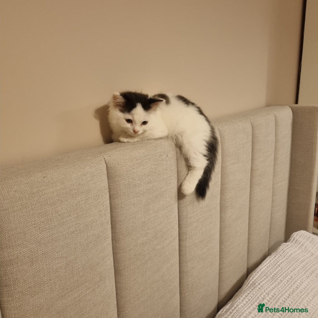 Ragdoll cats for sale: Female Kitten - Image 6